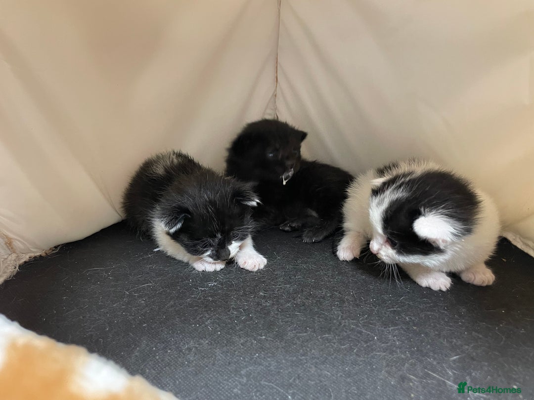 Mixed Breed cats for sale: Beautiful kittens  - Advert 7
