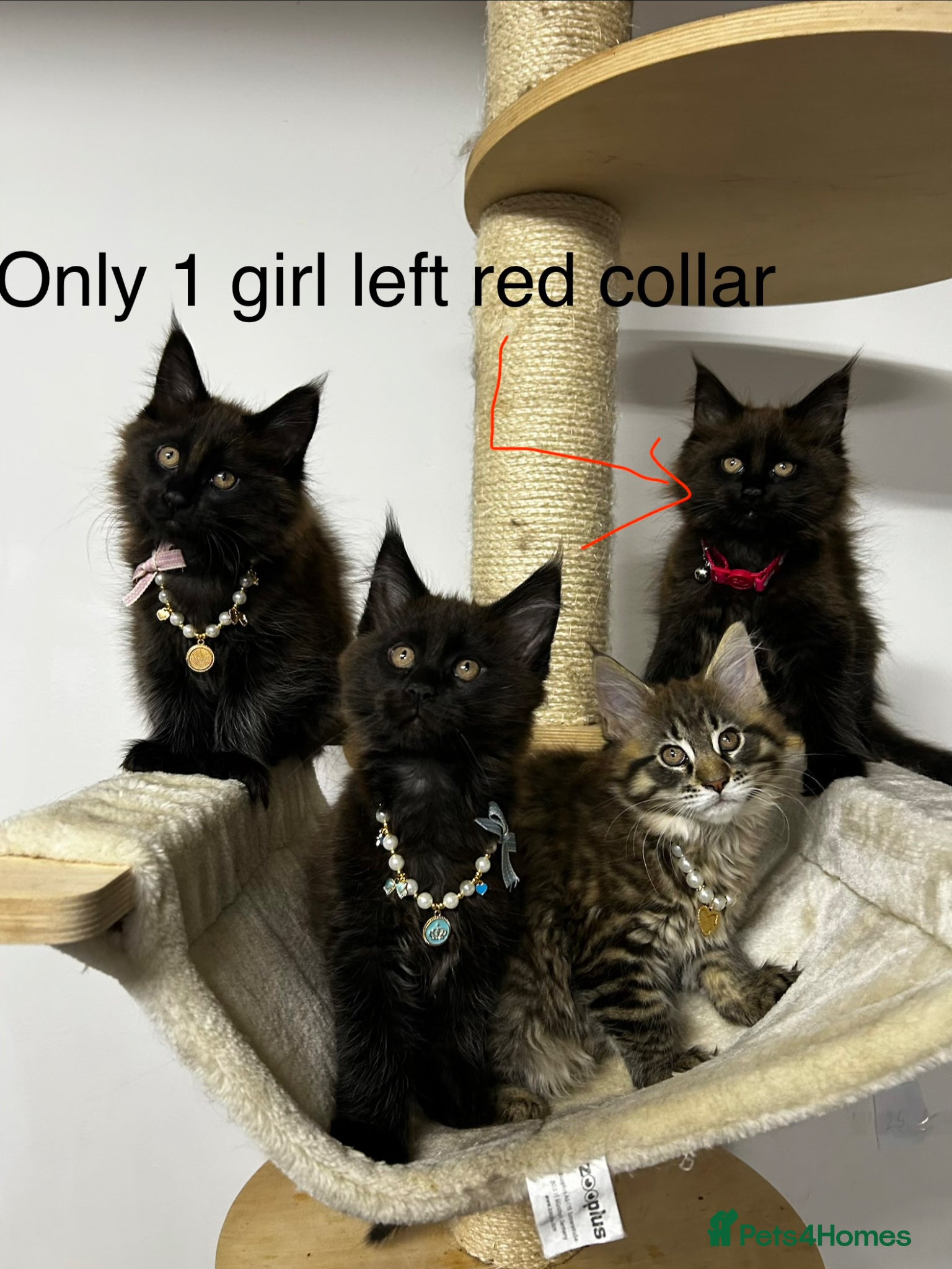 Maine Coon cats TICA Registered Maine Coon Kittens –Health Tested” - Advert 1