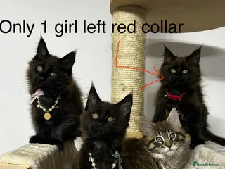 Maine Coon cats TICA Registered Maine Coon Kittens –Health Tested” - Advert 8