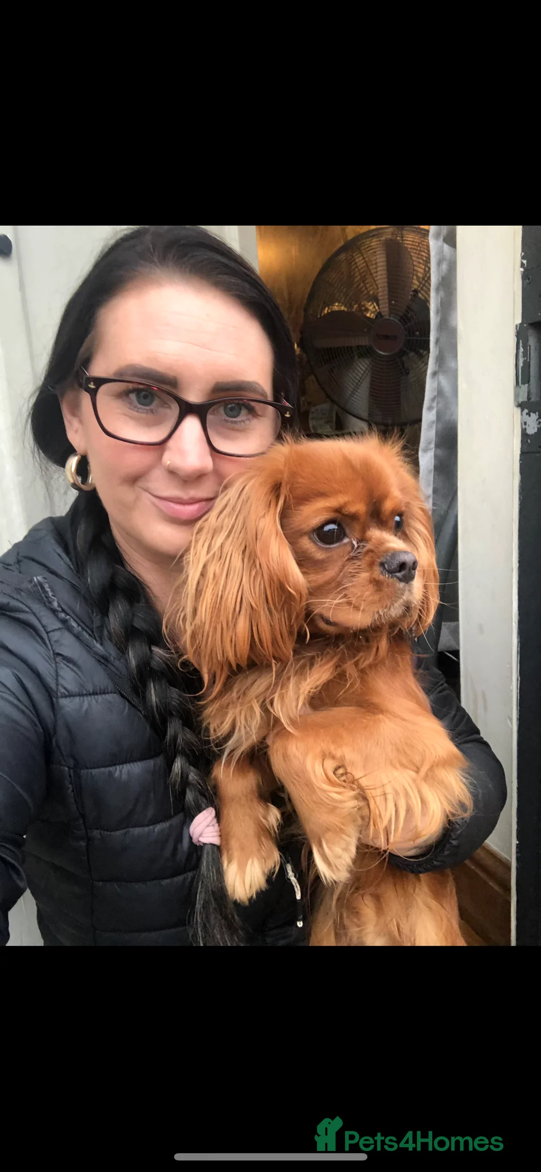 Cavalier King Charles Spaniel dogs for stud: STUD only!  KC registered  - Advert 3