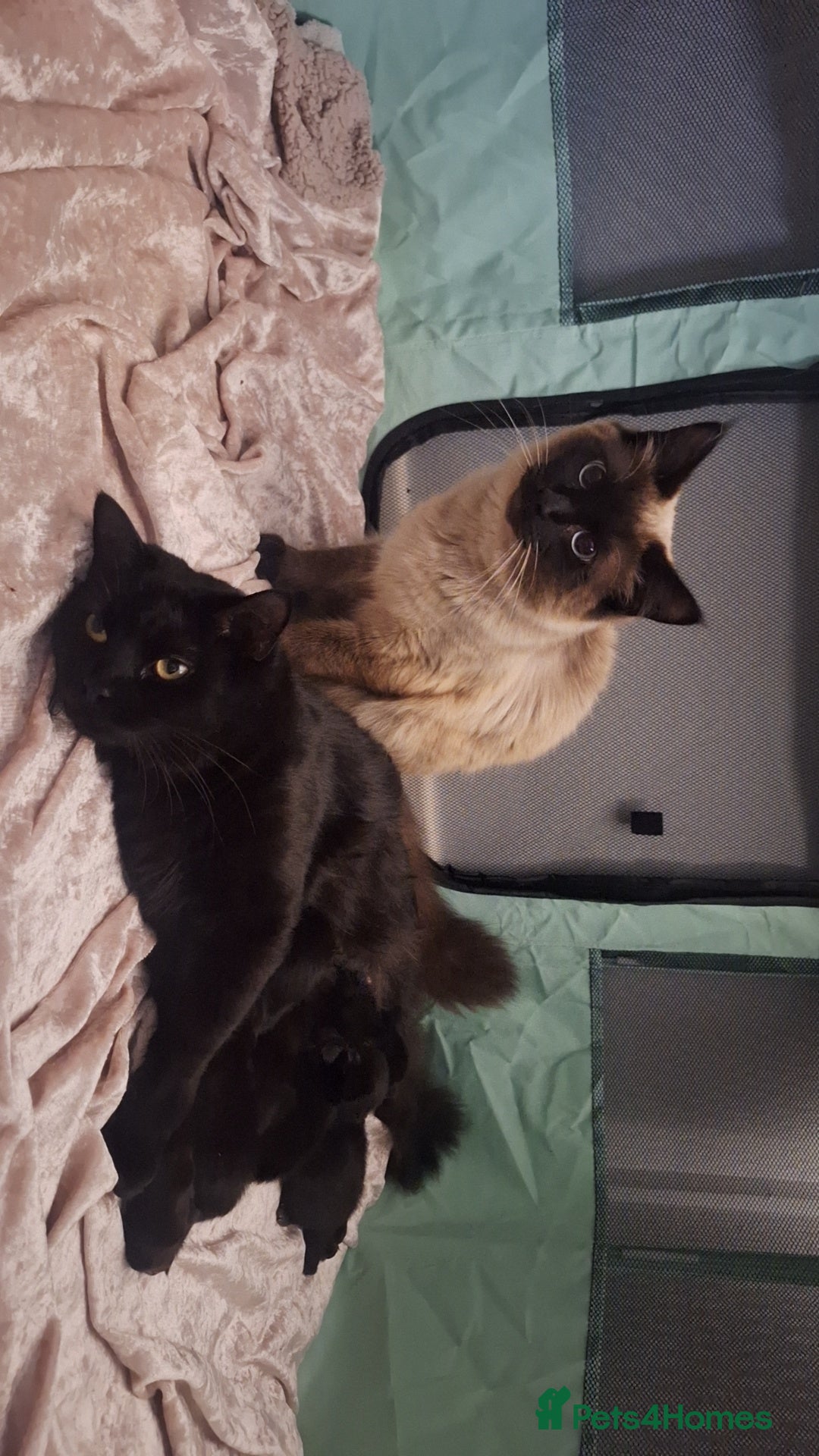 Ragdoll cats for sale: Ragdoll x Norwegian Forest x DHC - Image 17