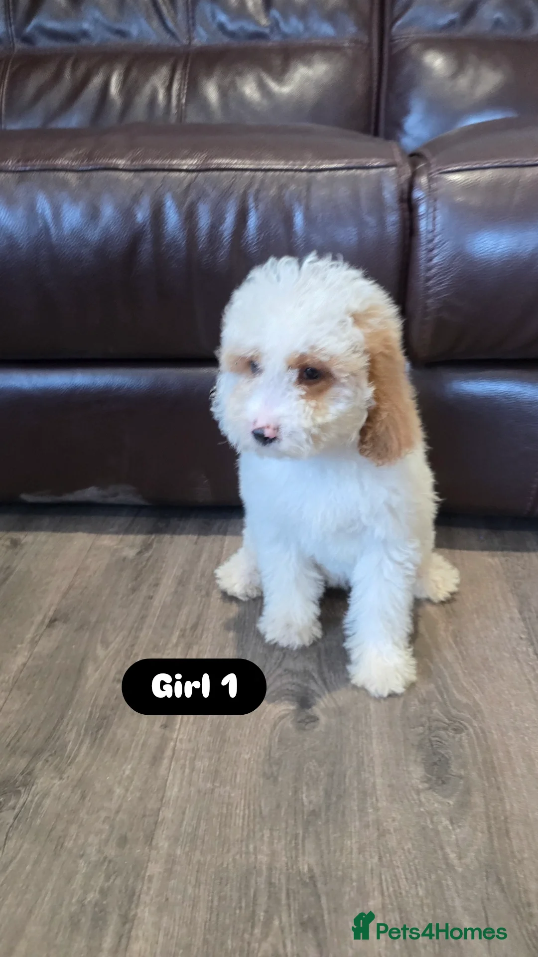 Cockapoo dogs for sale: Adorable Cockapoo pups 🦴🐾 - Image 10