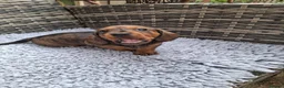 Dachshund dogs for sale: Karen in Swindon - Advert 7