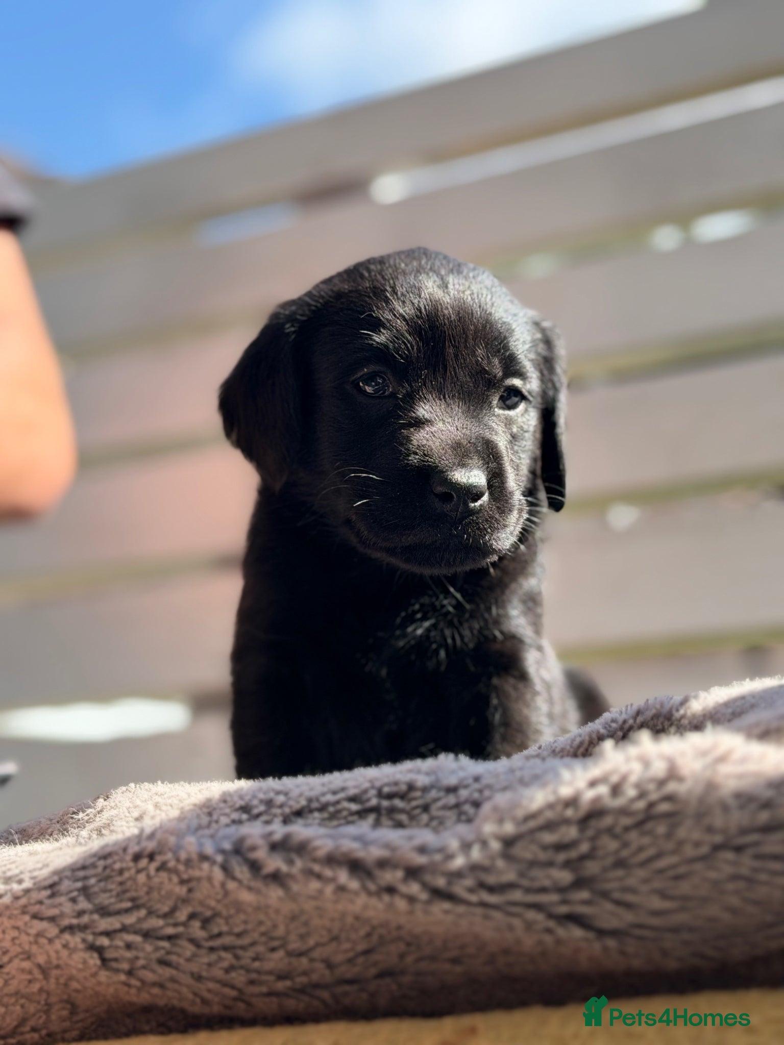 Labrador Retriever dogs ‼️5DAYS TO GO ‼️KC Black&Yellow - Advert 13