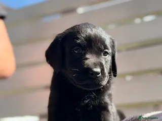 Labrador Retriever dogs ‼️5DAYS TO GO ‼️KC Black&Yellow - Advert 4
