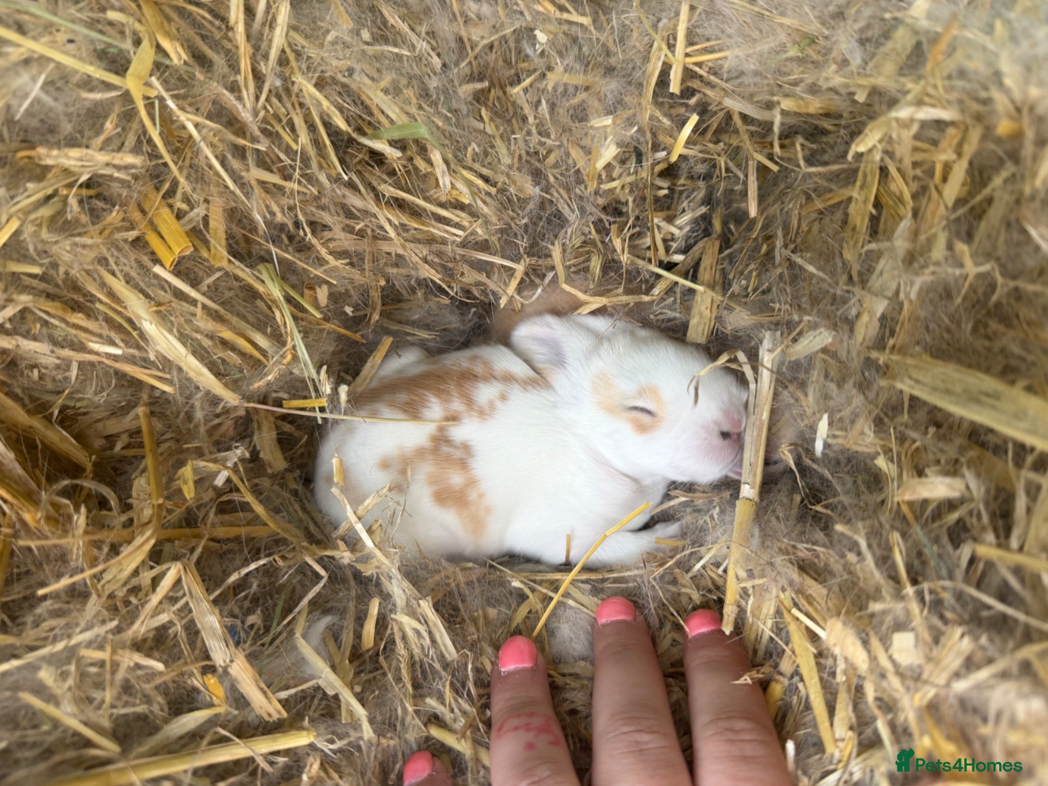 Mixed Breed rabbits Continental giant x French lop (big breed) - Advert 2