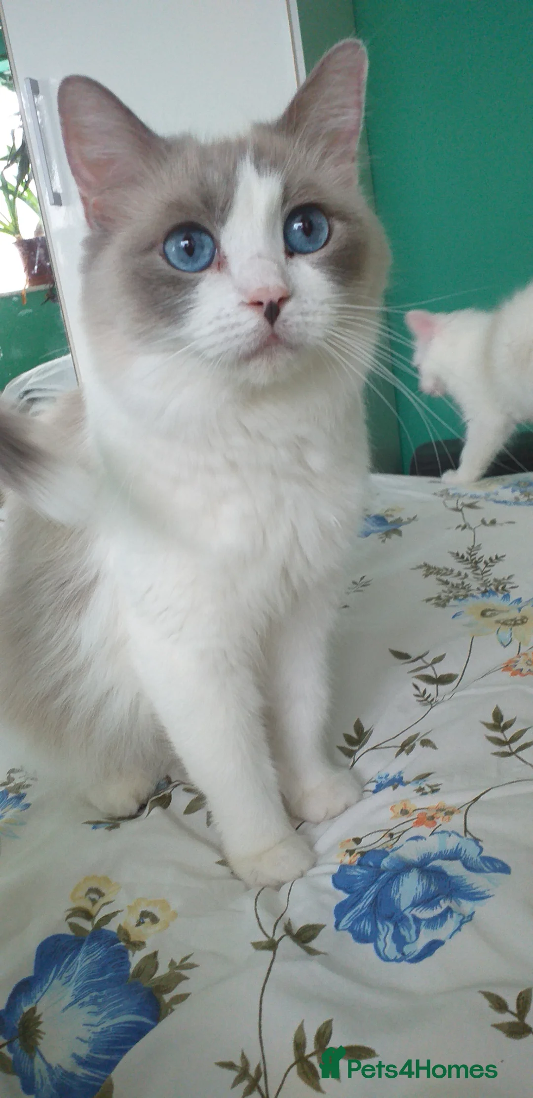 Ragdoll cats for sale: Beautiful Pure Breed Ragdoll Kittens  - Advert 2