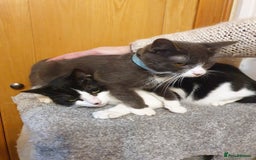 Mixed Breed cats for sale: playful lovely kitten grey torti cute girls boys - Image 26