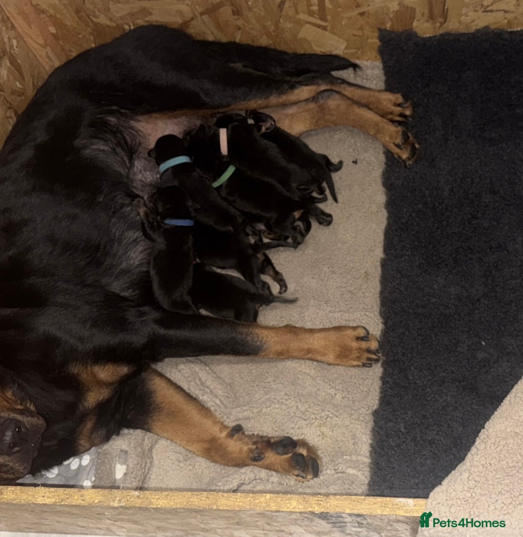 Rottweiler dogs for sale: 9 beautiful Rottweiler puppies for sale  - Advert 10