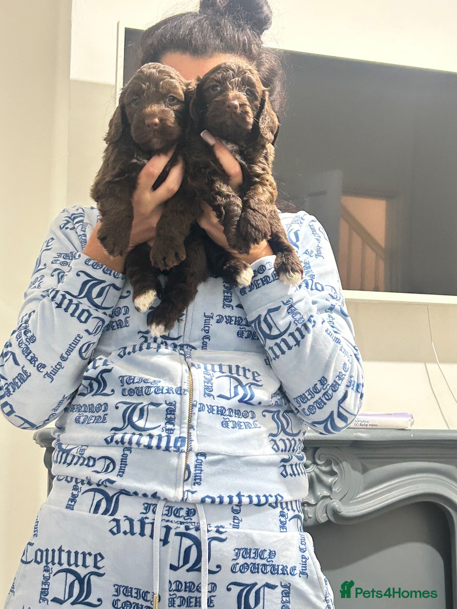 Cockapoo dogs F1 miniature cockerpoos  - Advert 1