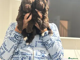 Cockapoo dogs F1 miniature cockerpoos - Advert 1