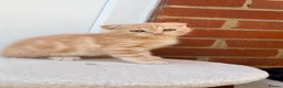 Scottish Fold cats for sale: Scottish fold ragdoll  - Advert 3