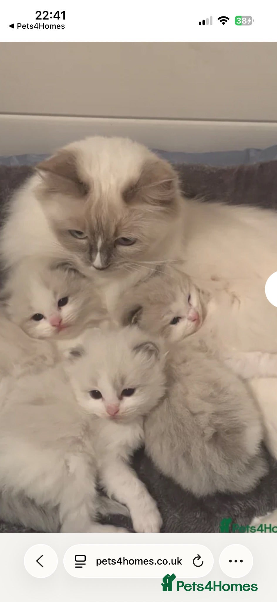 Ragdoll cats Stunning Tica Registered Ragdolls  - Advert 3