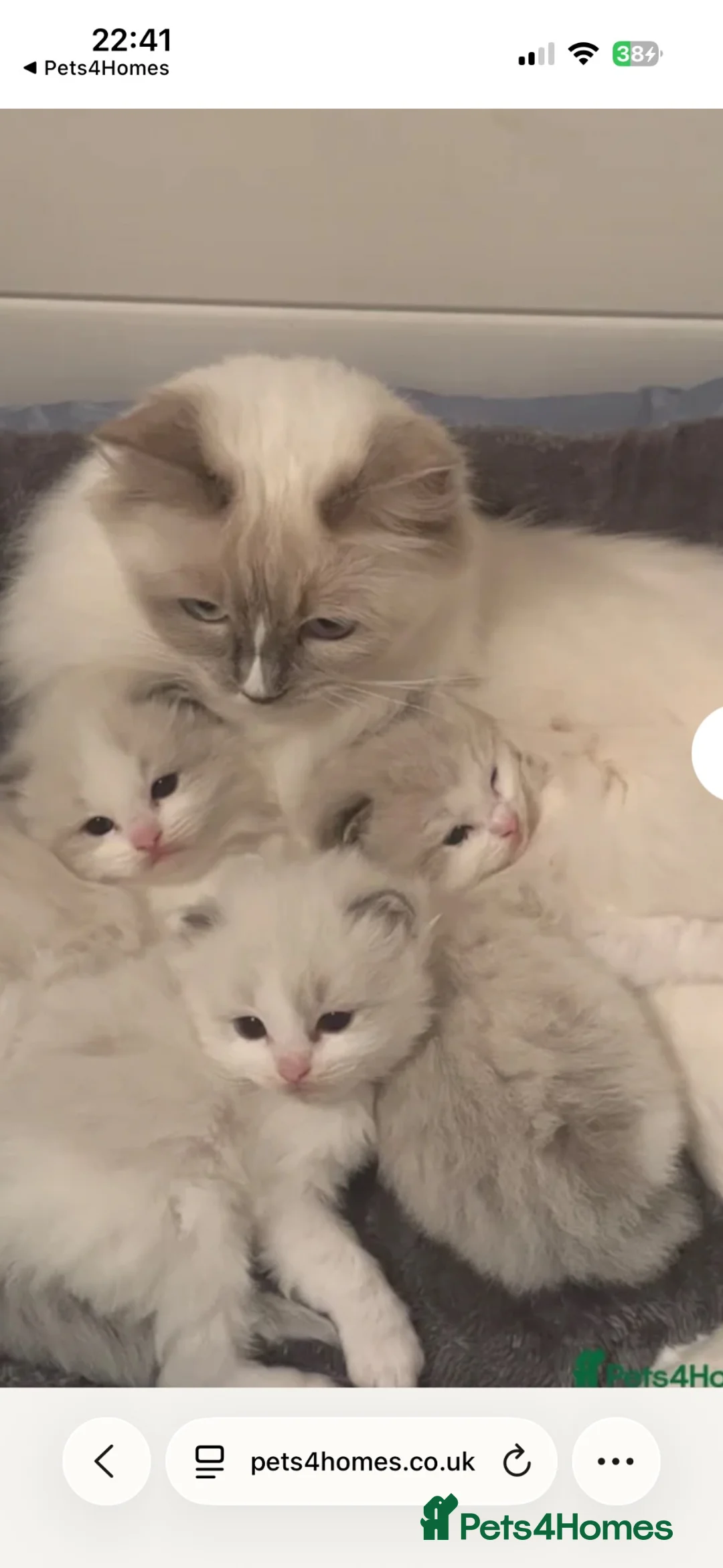Ragdoll cats for sale: Stunning Tica Registered Ragdolls  - Advert 1