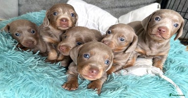 Miniature Dachshund dogs - Advert 9