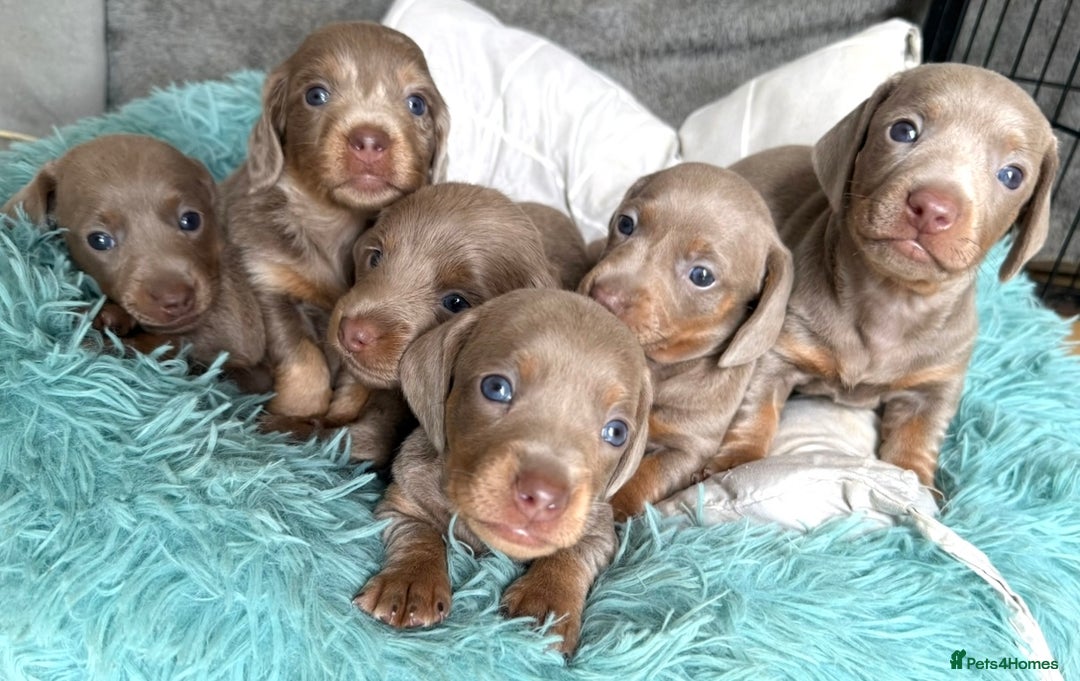 Miniature Dachshund dogs for sale: Isabella-choco long&short hair miniature dachshund - Image 3