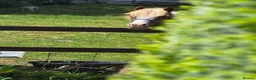 Welsh Section A horses for sale: Welsh X Chestnut Gelding - Advert 2