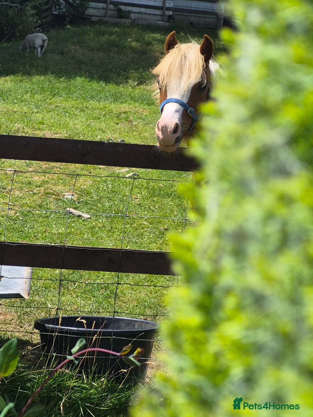 Welsh Section A horses for sale: Welsh X Chestnut Gelding - Advert 2