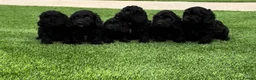 Doxiepoo dogs for sale: Dachshund X Poodle in Fareham - Advert 10