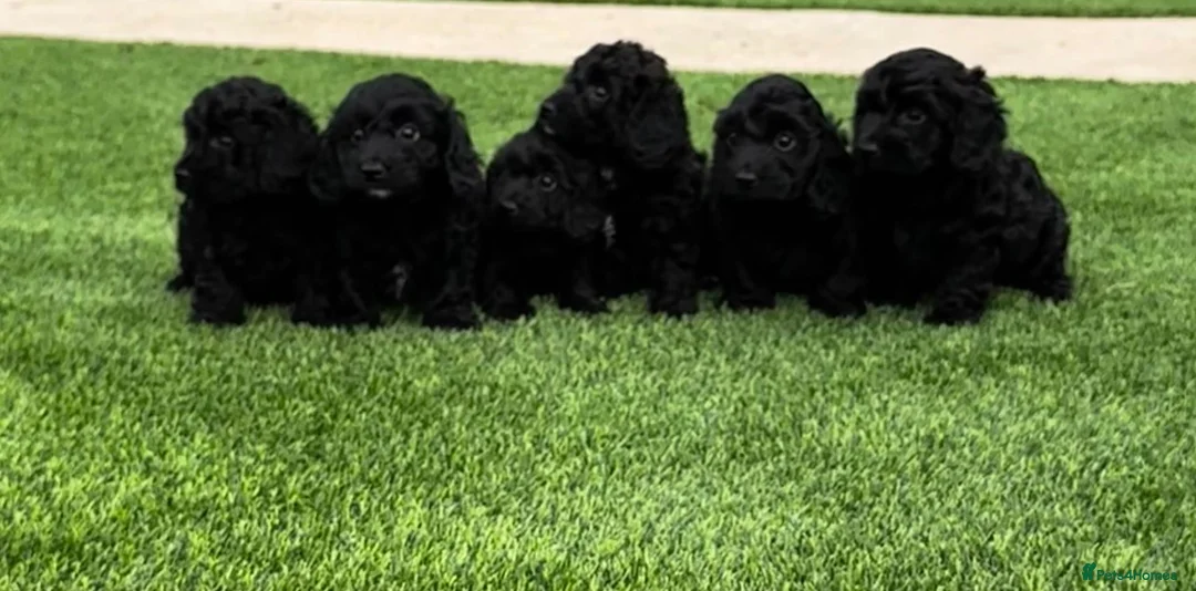 Doxiepoo dogs for sale: Dachshund X Poodle in Fareham - Advert 10