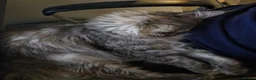 Maine Coon cats for sale: Cleo - Maine Coon - Looking for a loving home. - Advert 6