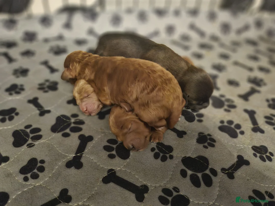 Mixed Breed dogs for sale: F1B Cockapoo Puppies – KC Toy Poodle Sired in Halifax - Advert 14