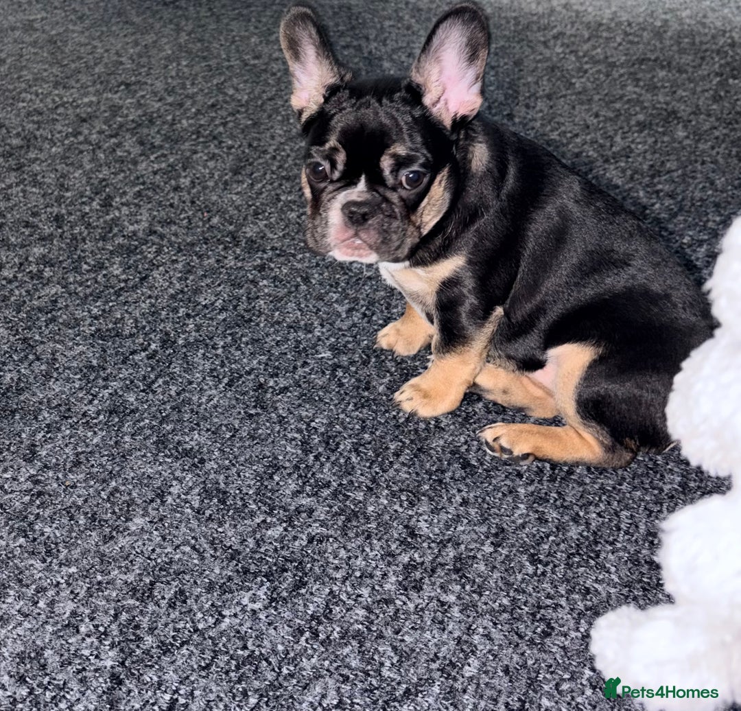French Bulldog dogs for sale: French Bulldog KC Registered - 💕Female💕 - Advert 6