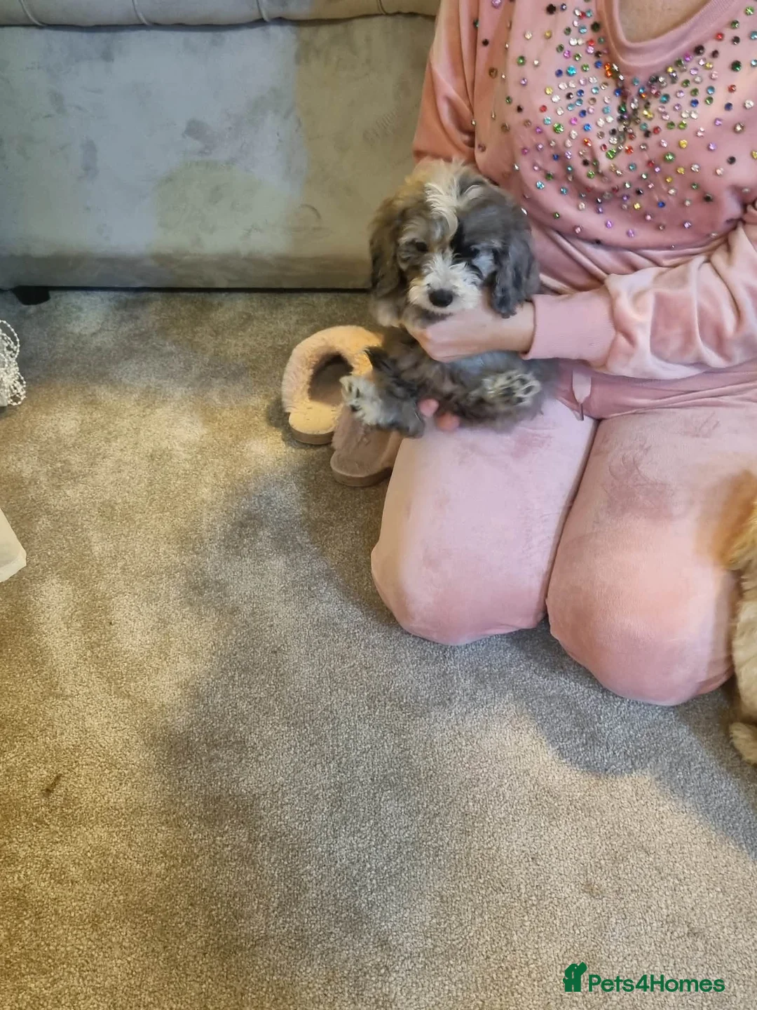 Cockapoo dogs for sale: Beautiful cockapoo  - Advert 25