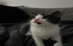 Mixed Breed cats for sale: 3 Lovely Kittens - Image 7