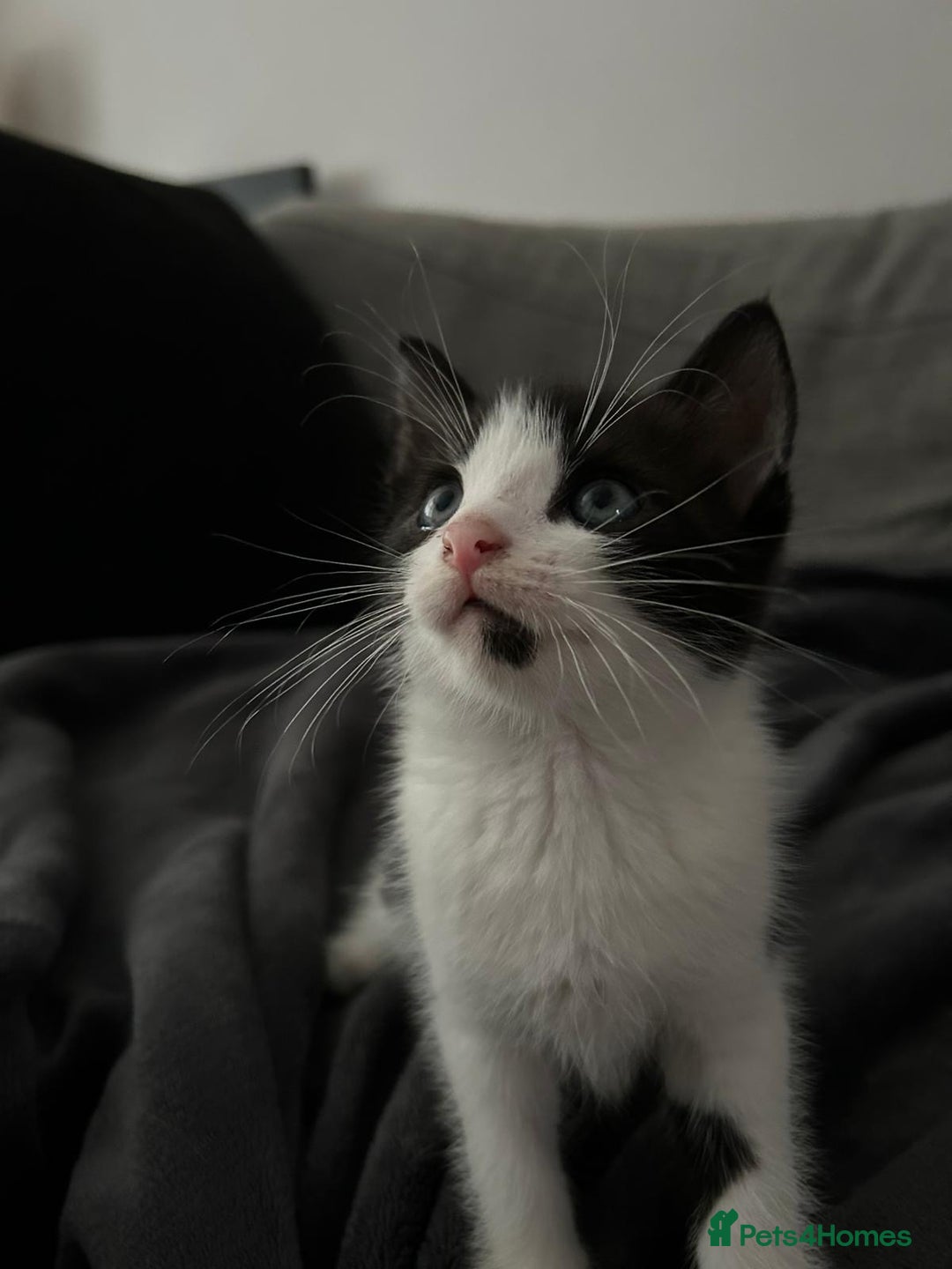 Mixed Breed cats for sale: 3 Lovely Kittens - Image 7