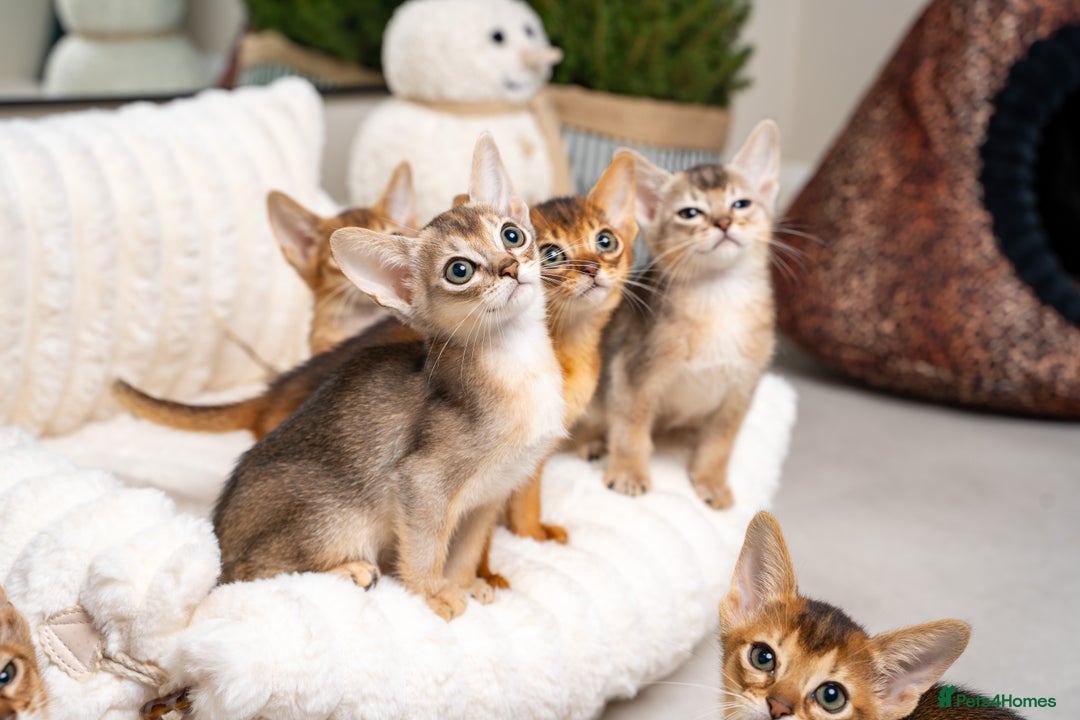 Abyssinian cats for sale: 6 Amazing Abyssinians, Extra Lovlely Personality - Advert 13