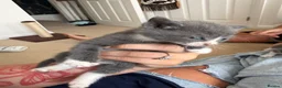British Shorthair cats for sale: Gorgeous grey & white breed kitten .  - Advert 3