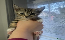 European cats for sale: Two European short hair kittens for SALE - Image 1
