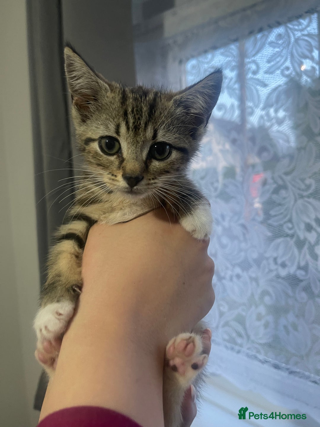 European cats for sale: Two European short hair kittens for SALE - Image 1