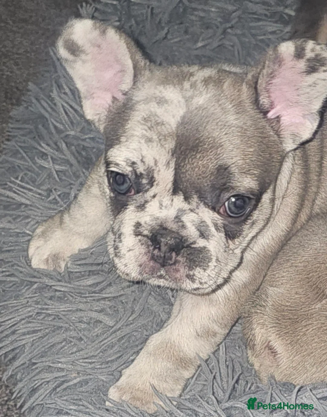 French Bulldog dogs for sale: Gorgeous Blue Merle Frenchie Pup - Advert 4