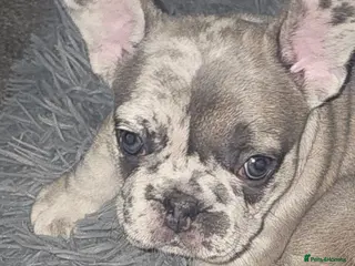 French Bulldog dogs Two gorgeous Frenchie Girls - Advert 4