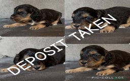 Cockapoo dogs for sale: stunning cockapoo puppies  - Image 25