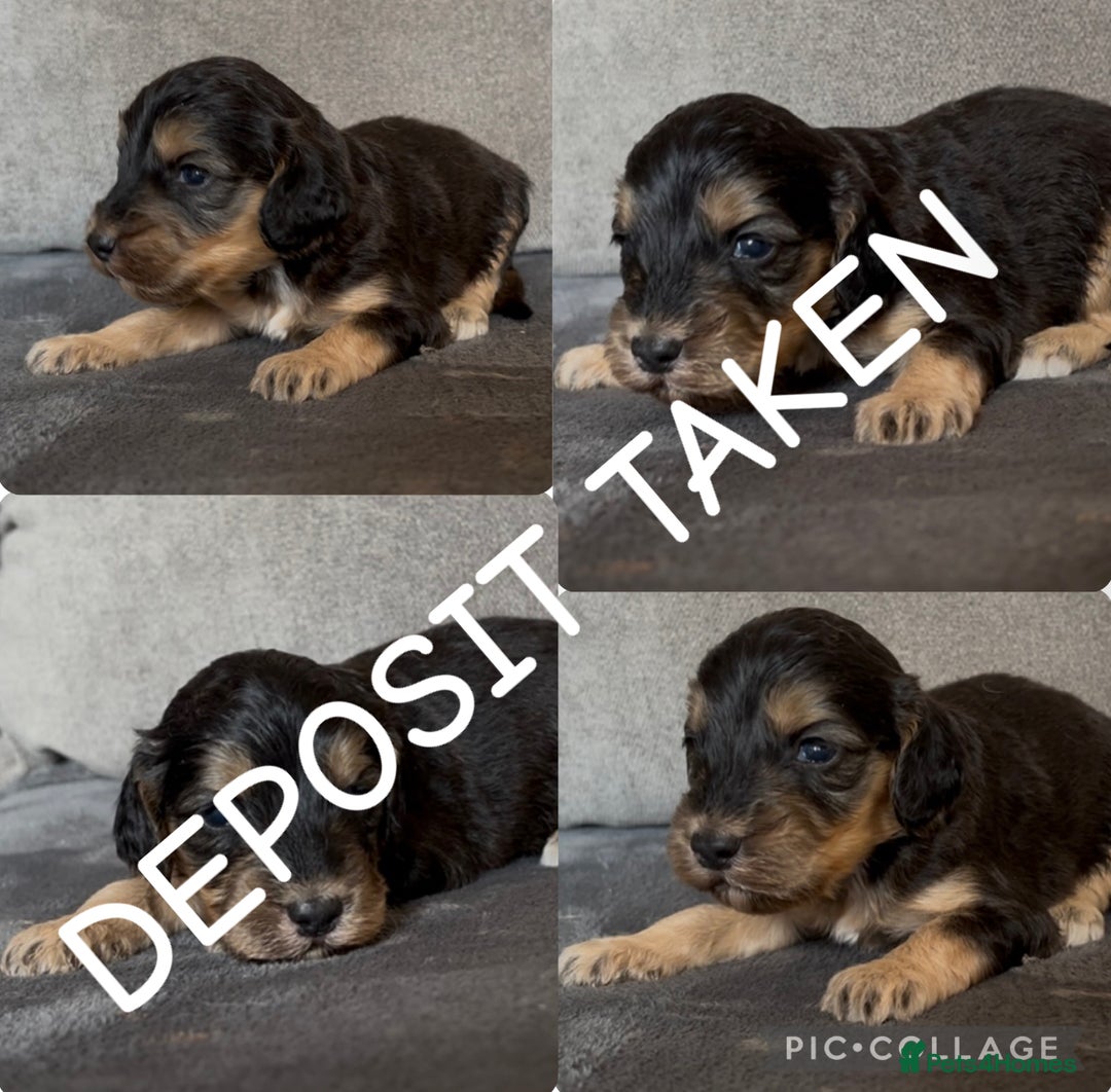 Cockapoo dogs for sale: stunning cockapoo puppies  - Image 25