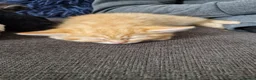 Maine Coon cats for sale: Five kittens looking for forever home.  - Advert 8