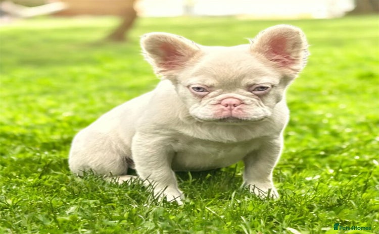 French Bulldog dogs - Advert 4