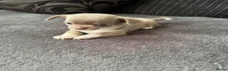 Chihuahua dogs for sale: Gorgeous lilac puppies  - Advert 3
