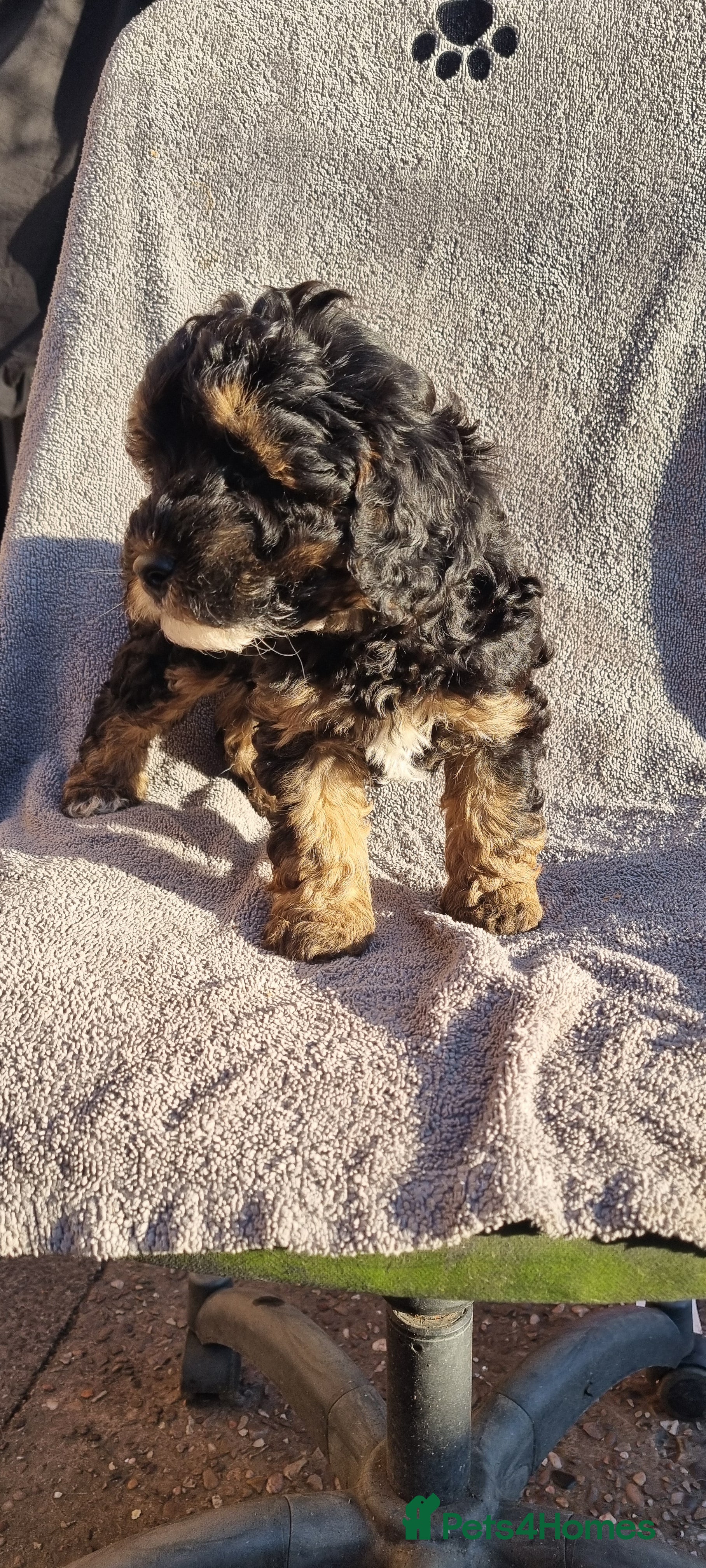 Toy Poodle dogs TOY POODLE X's LAST ONE Fully Vaxed n Microchiped  - Advert 9