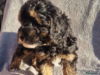 Toy Poodle dogs TOY POODLE X's LAST ONE Fully Vaxed n Microchiped - Advert 9