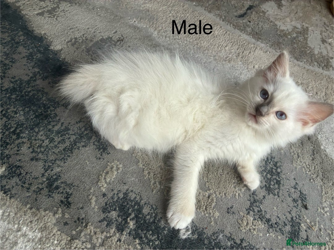 Ragdoll cats for sale: Male Ragdoll Kittens Available - Image 6