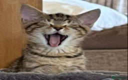 Bombay cats for sale: 🌟 🐾Ready to go🐾🌟 - Image 1