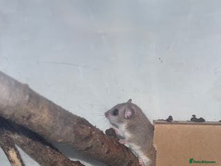 Mouse rodents African Pygmy mice - Advert 10