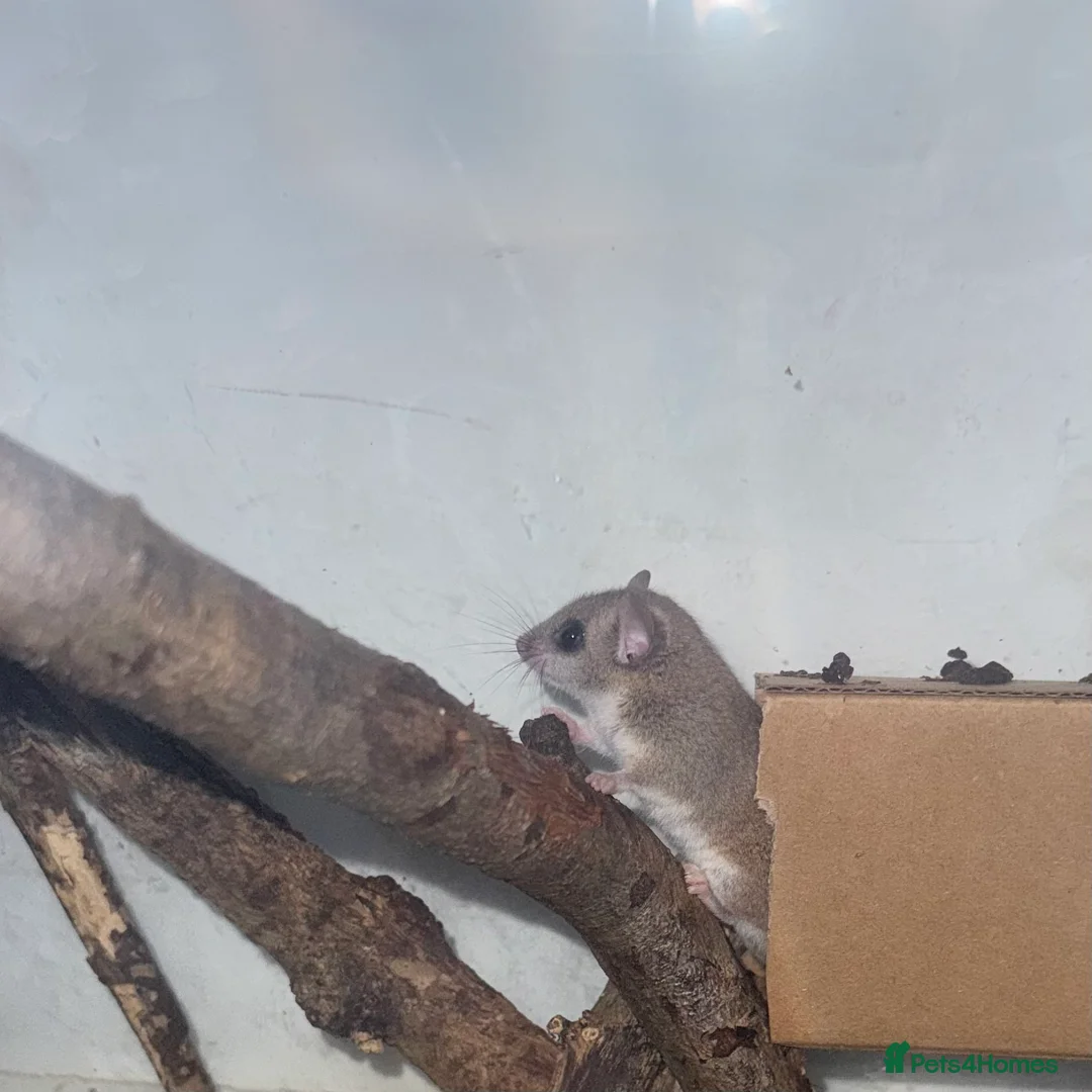 Mouse rodents for sale: African Pygmy mice  - Advert 1