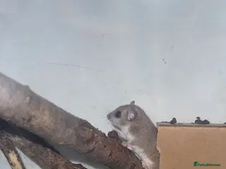 Mouse rodents African Pygmy mice - Advert 1