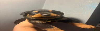 Boxweiler 1