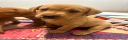 Labrador Retriever dogs for sale: working line Labrador retriever  - Advert 3